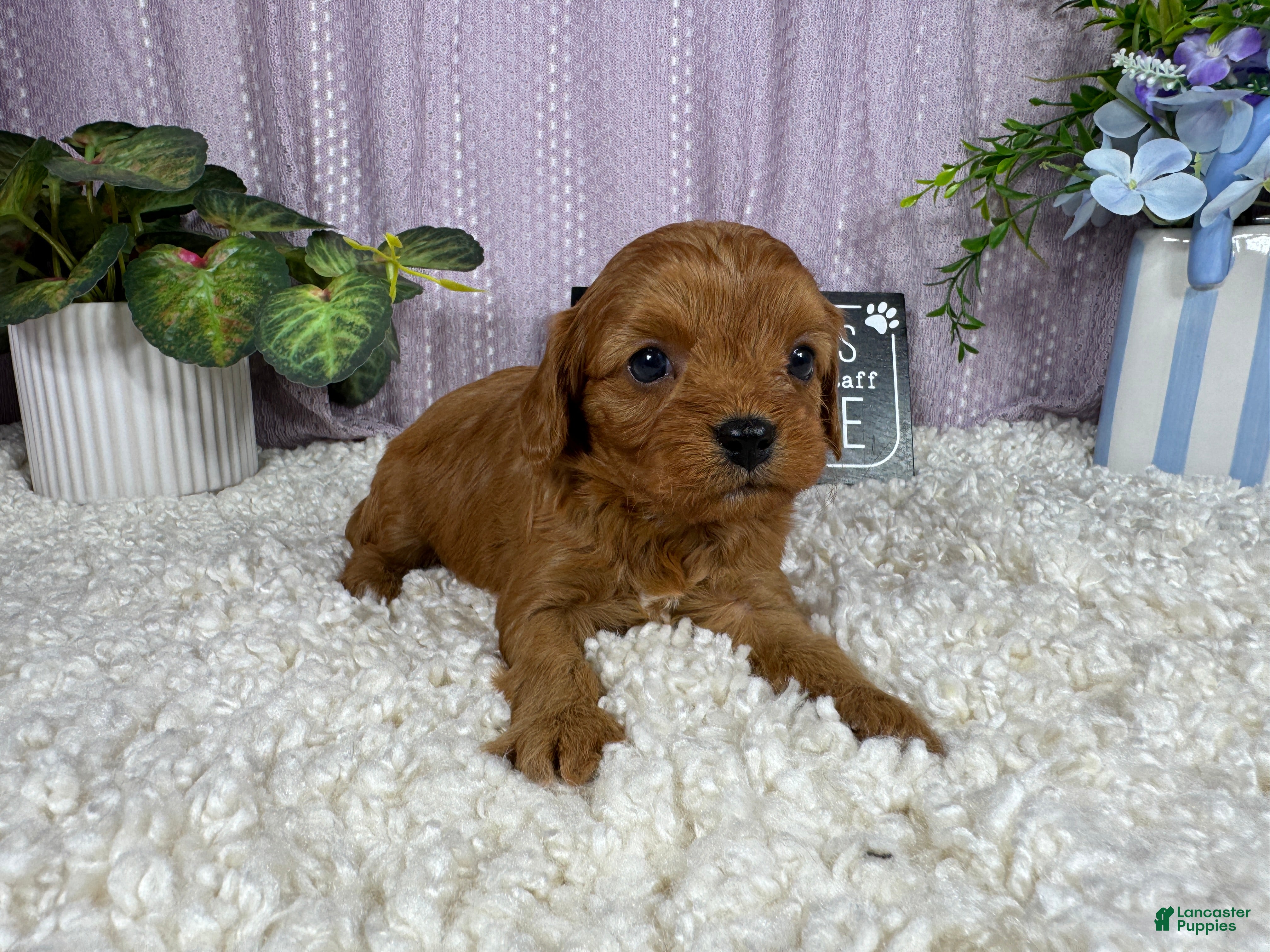 Cavapoo dogs Cavapoo 1 - Ad 25