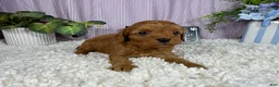 Cavapoo dogs for sale: Cavapoo 1 - Ad 1