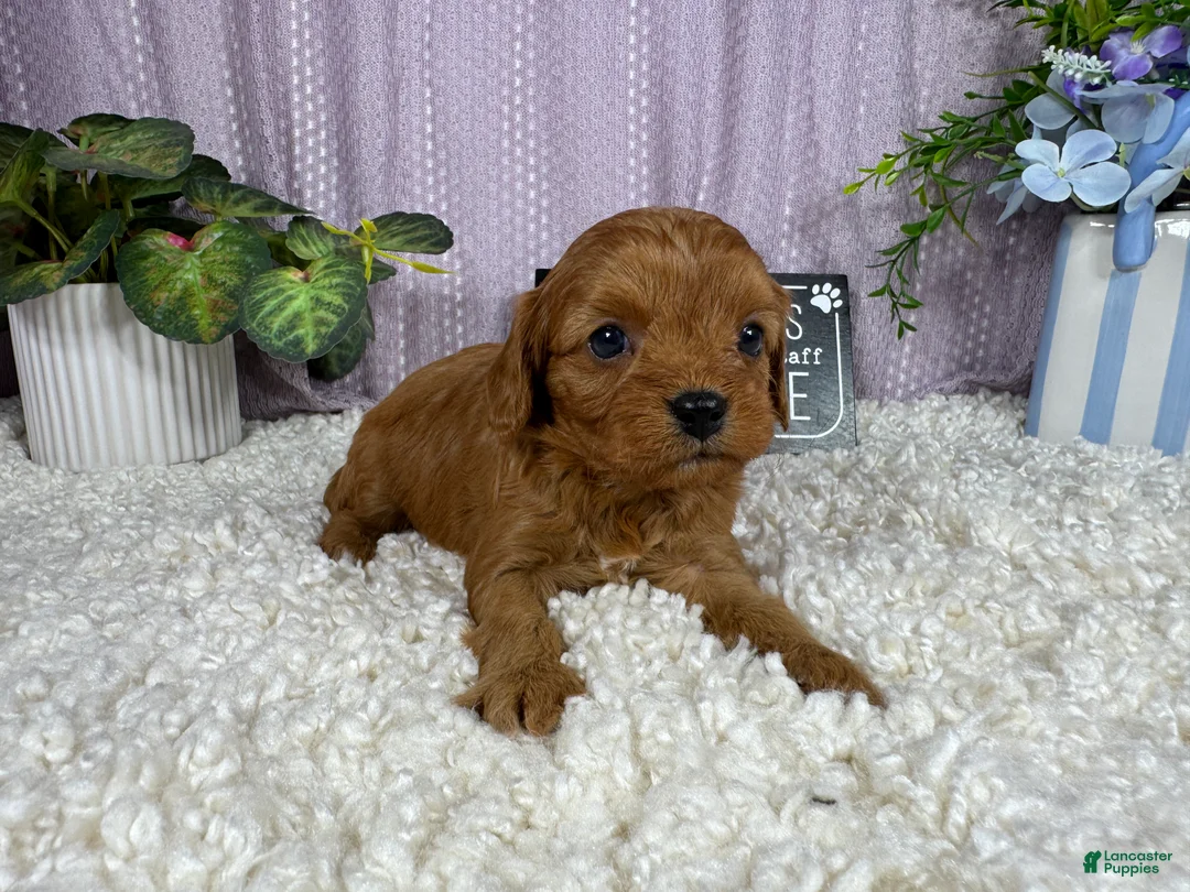 Cavapoo dogs for sale: Cavapoo 1 - Ad 1