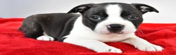 Boston Terrier dogs for sale: Kobe - Ad 3