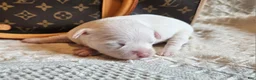 Mixed Breed dogs for sale: Ice  - Ad 6