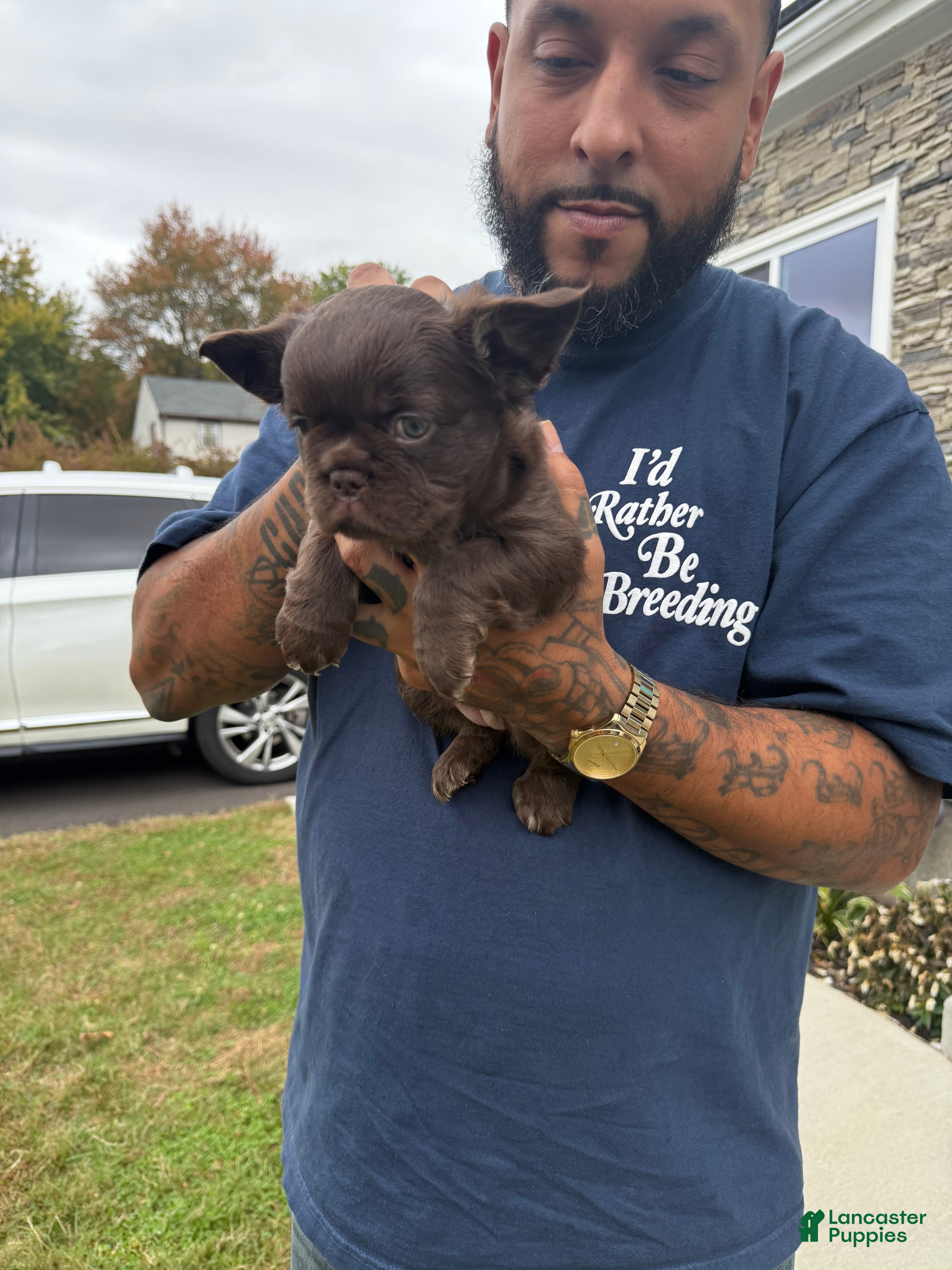 French Bulldog dogs French Bulldog chocolate - Ad 20