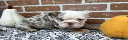 English Bulldog dogs for sale: Easton - Ad 7