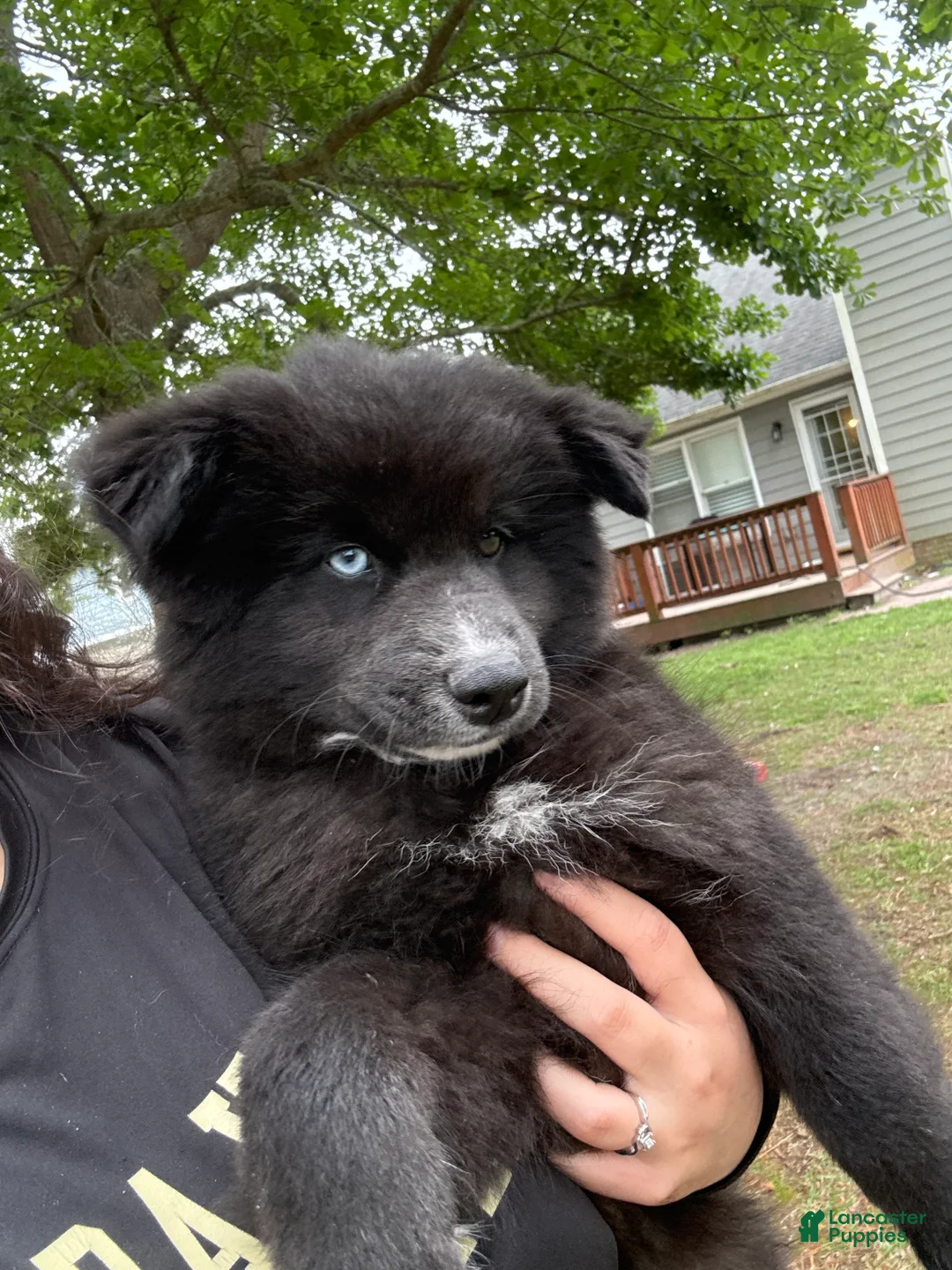 Pomsky dogs for sale: Pomsky Puppy 2 - Ad 2