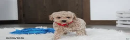 Bichpoo dogs for sale: Travis - Ad 3