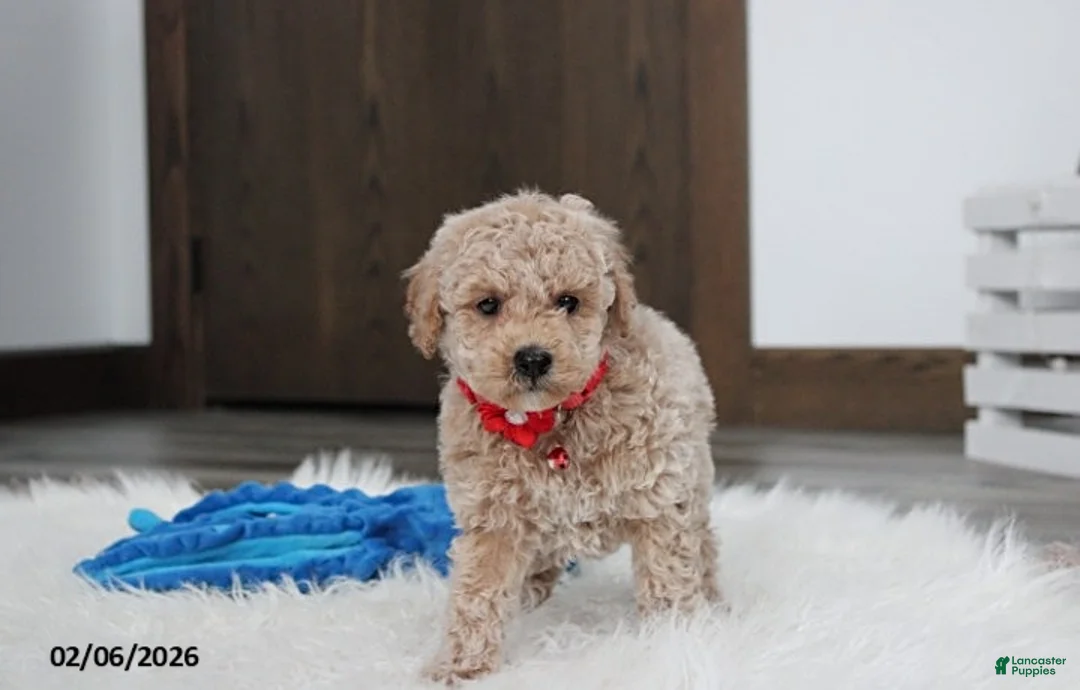 Bichpoo dogs for sale: Travis - Ad 3