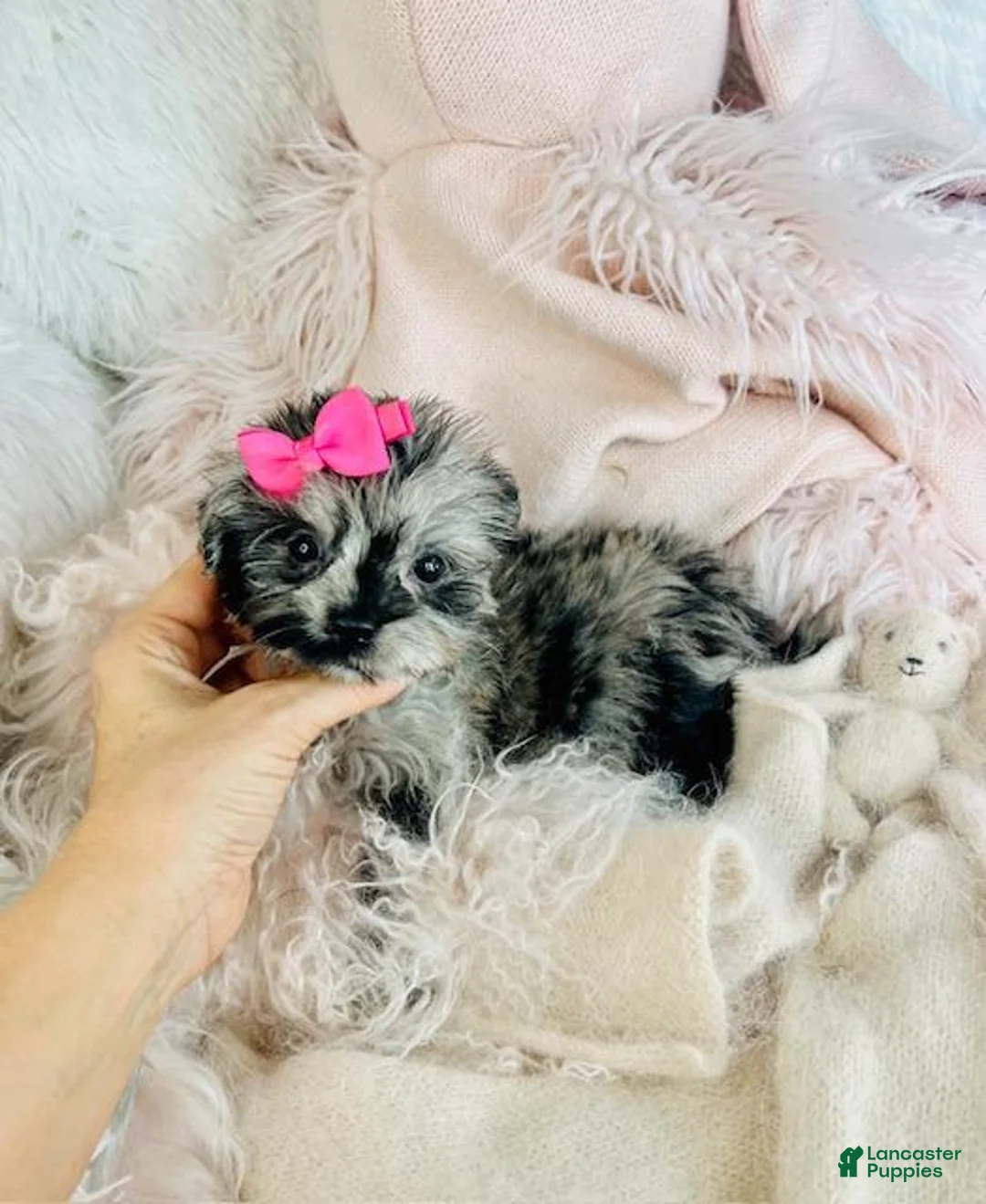 Pomapoo dogs for sale: Pomapoo Puppy 1 - Ad 2