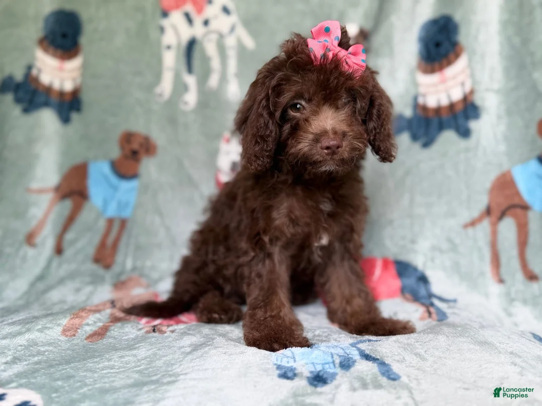 Cavapoo dogs for sale: Cocoa - Ad 8