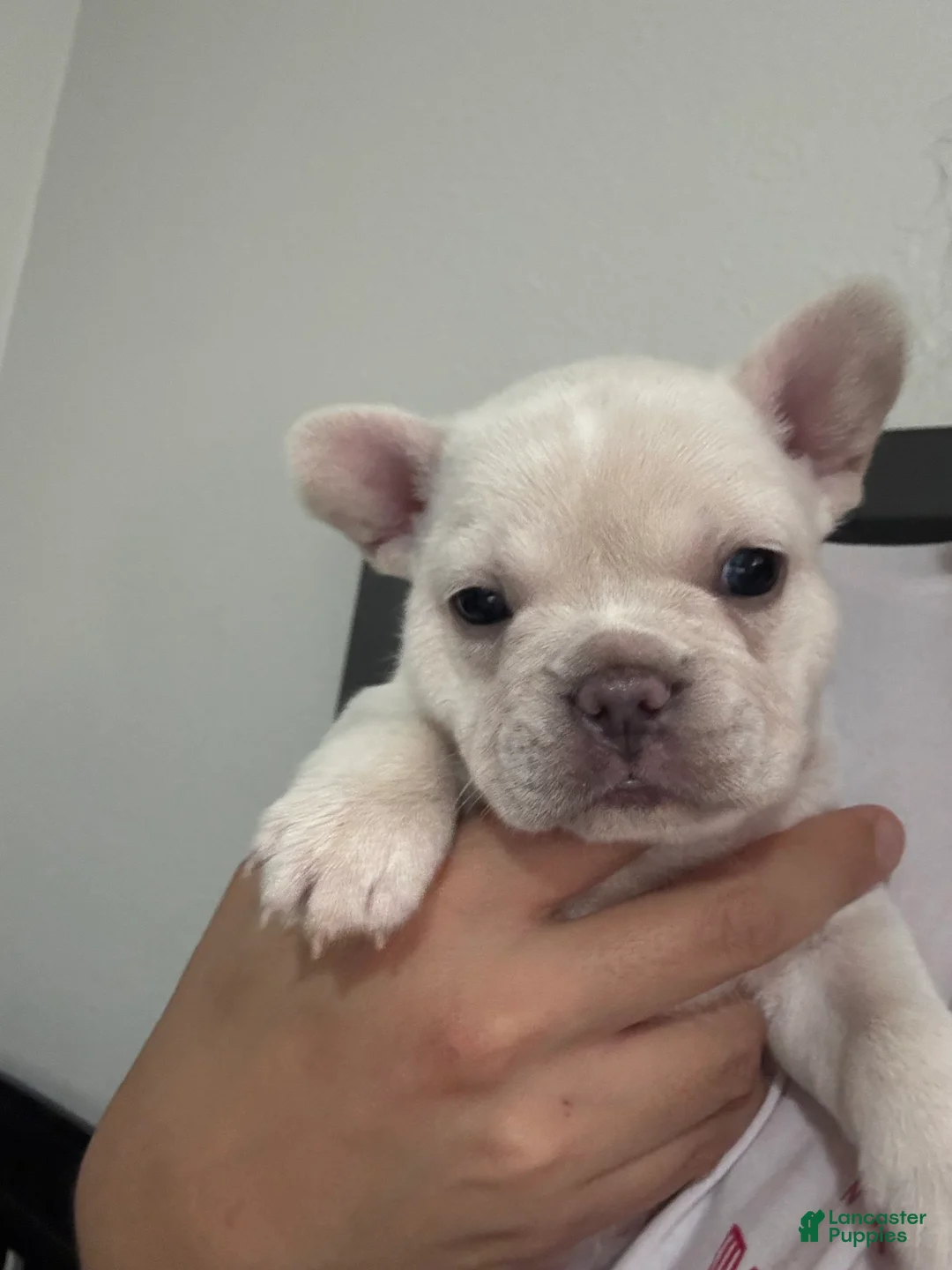 French Bulldog dogs for sale: Snowcake - Ad 1