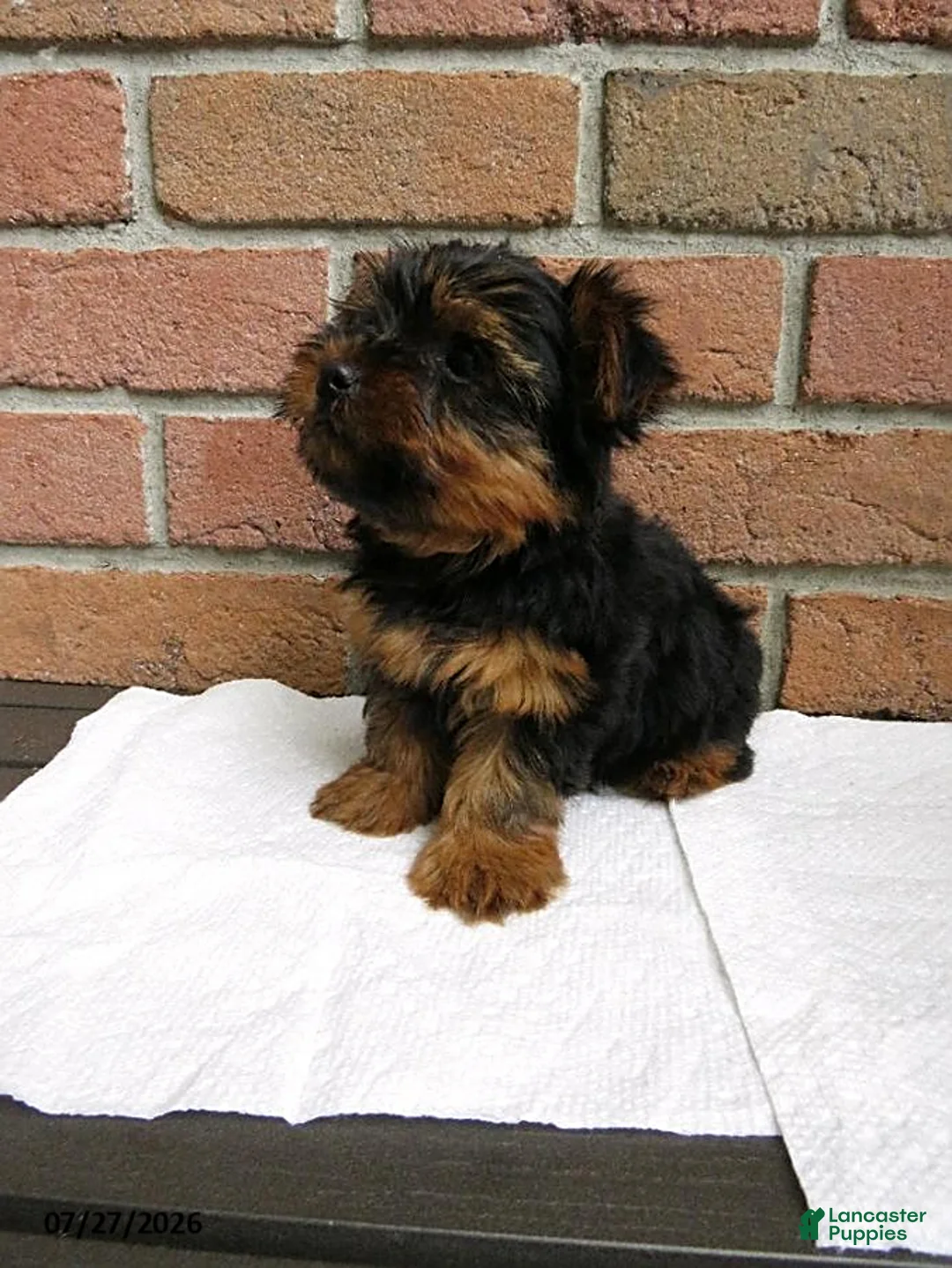 Yorkshire Terrier dogs for sale: Charlie - Ad 6