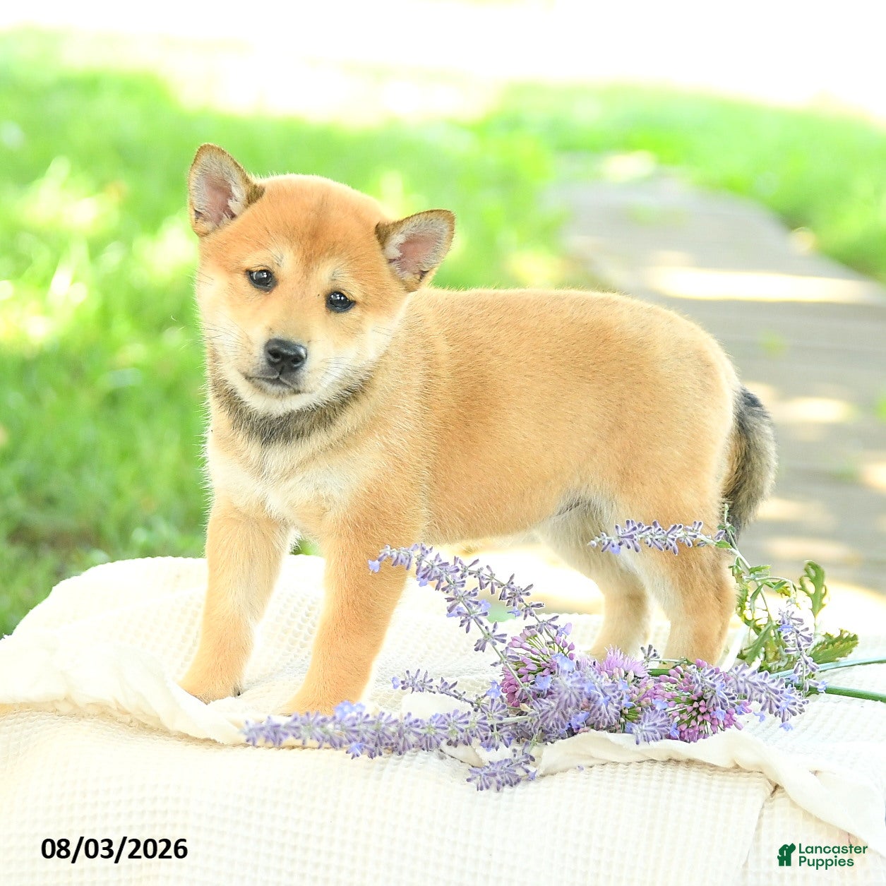 Shiba Inu dogs Pearl  - Ad 1