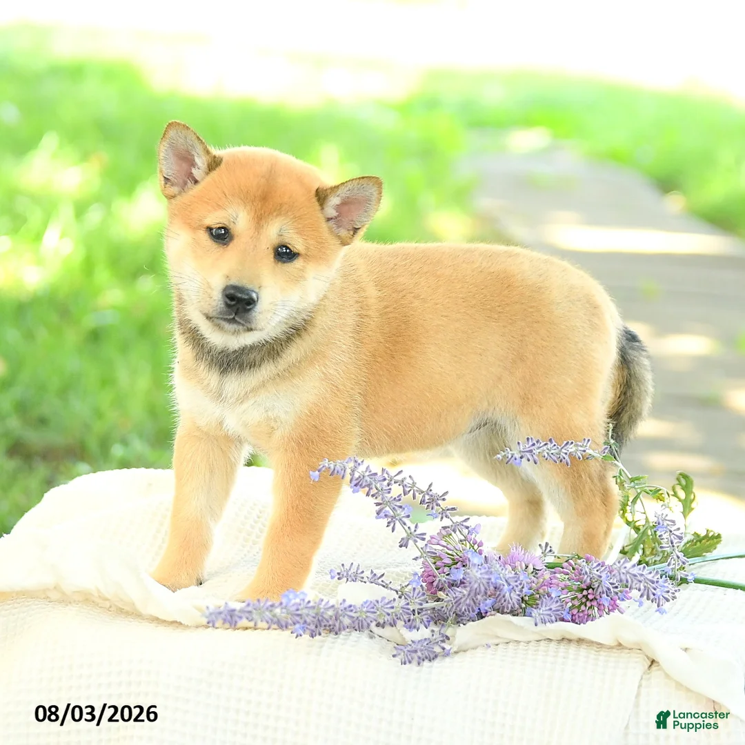 Shiba Inu dogs for sale: Pearl  - Ad 1