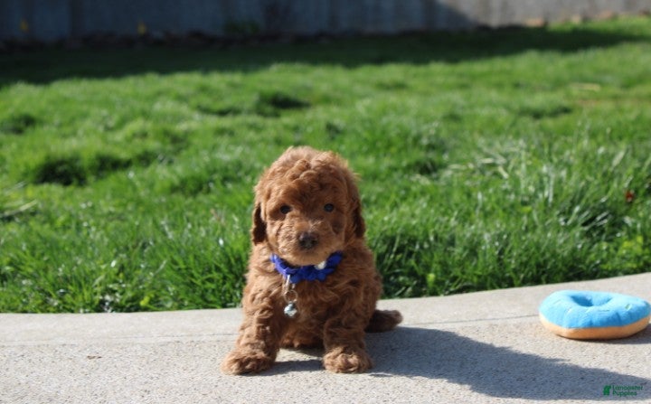 Bichpoo dogs Felix  - Ad 1