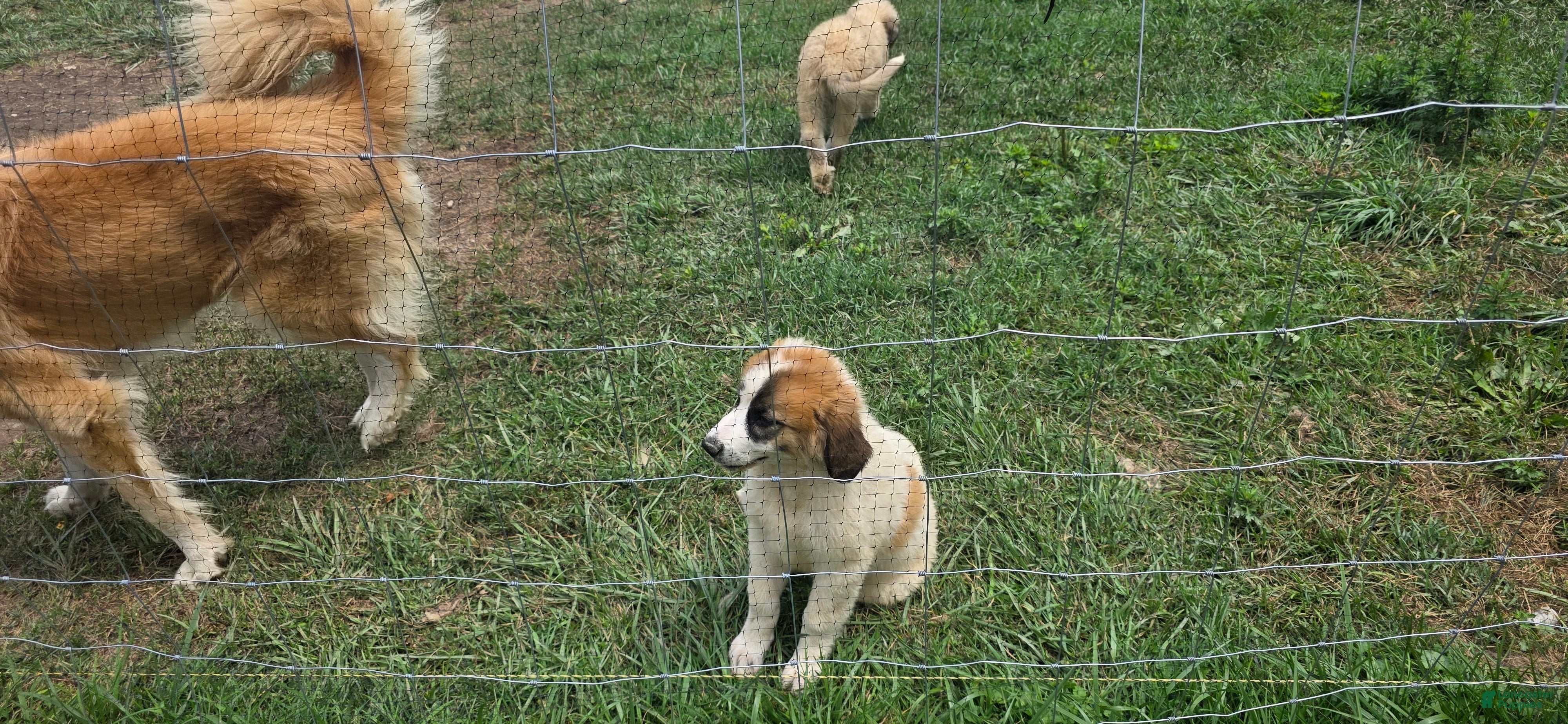 Mixed Breed dogs Lola  - Ad 2