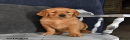 Golden Retriever dogs for sale: Ava  - Ad 3