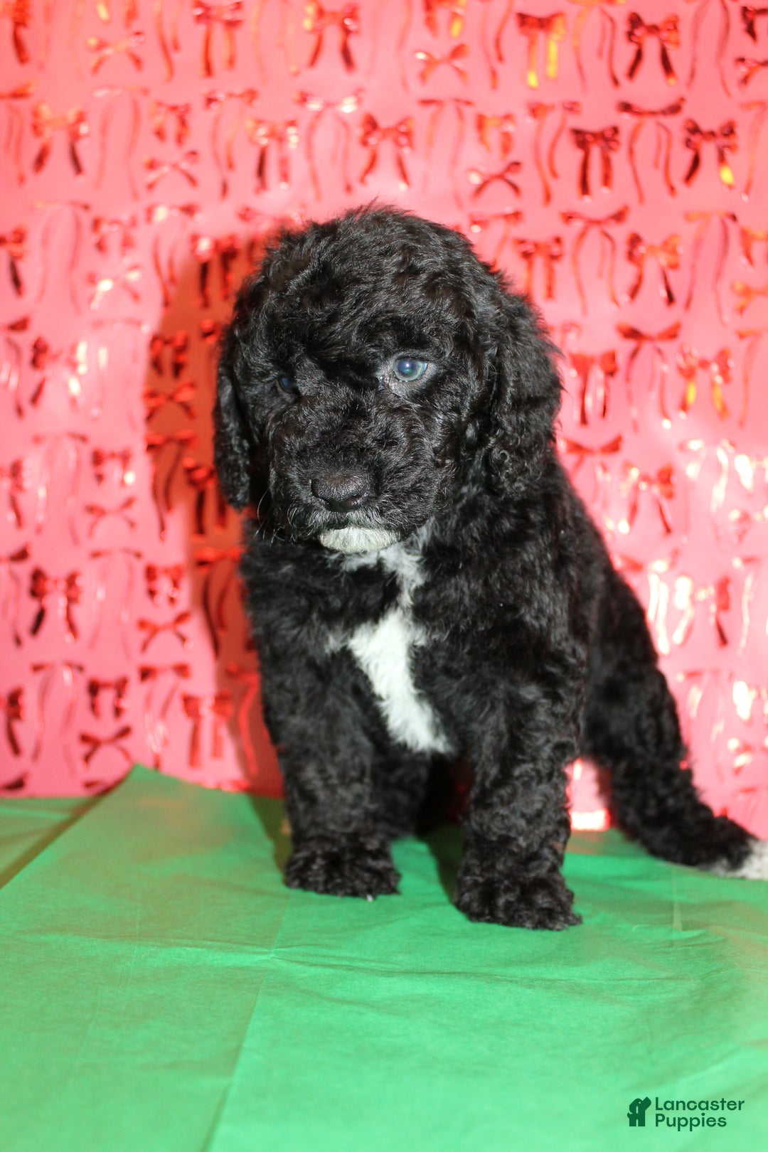 Miniature Poodle dogs for sale: Pepper - Ad 2