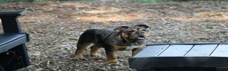 English Bulldog dogs for sale: English Bulldog 1 - Ad 5