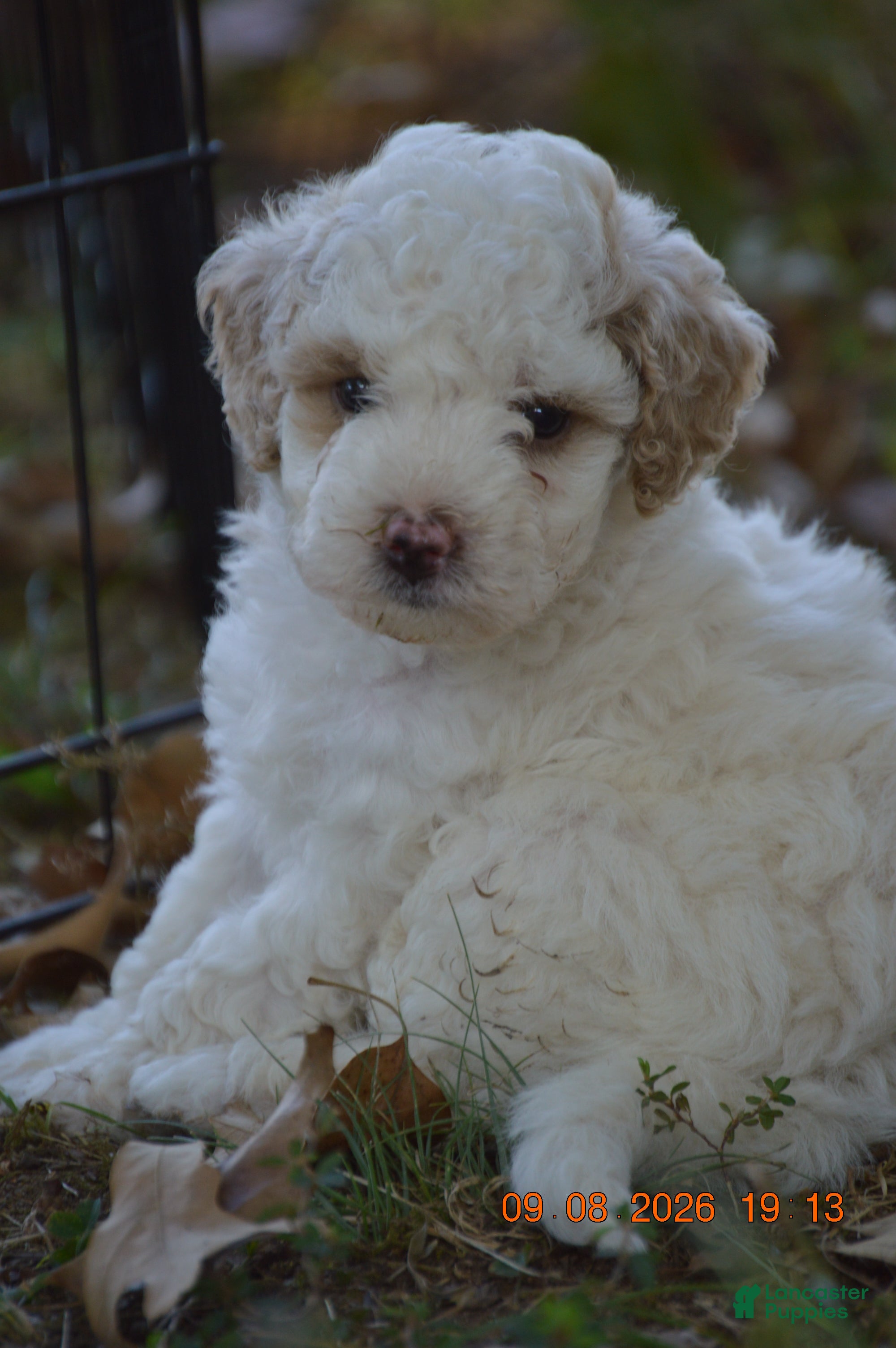 Miniature Poodle dogs Sugar - Ad 1