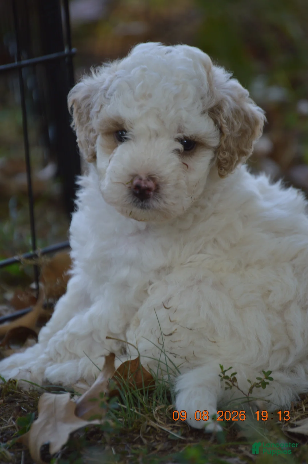 Miniature Poodle dogs for sale: Sugar - Ad 1