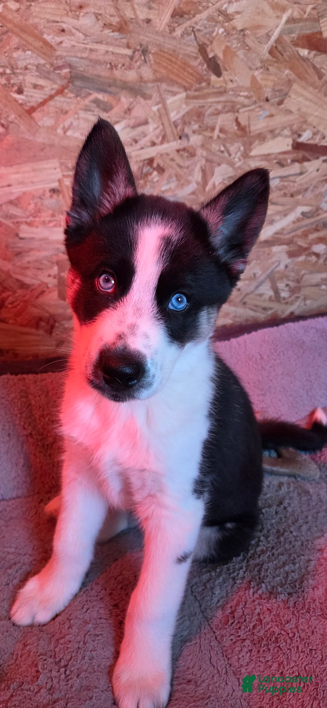 Siberian Husky dogs for sale: Siberian Husky Puppy 1 - Ad 6