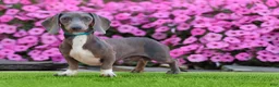 Miniature Dachshund dogs for sale: Patsy - Ad 7