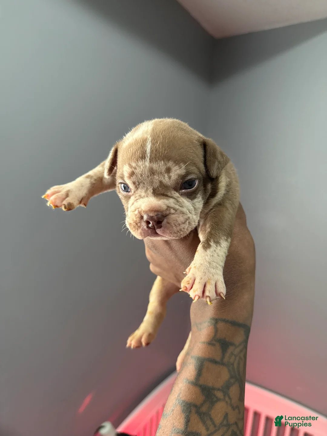 American Bully dogs for sale: American Bully Puppy 5 - Ad 1