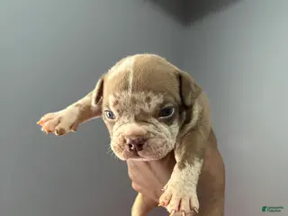 American Bully dogs American Bully Puppy 5 - Ad 13