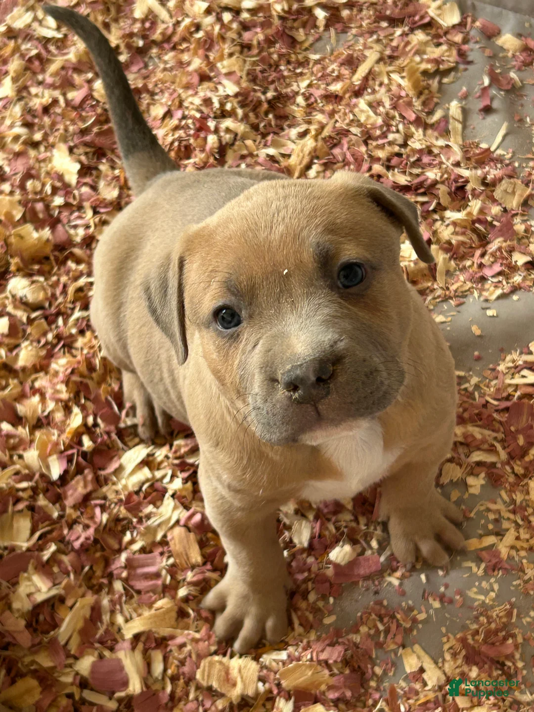American Bully dogs for sale: American Bully Puppy 1 - Ad 6