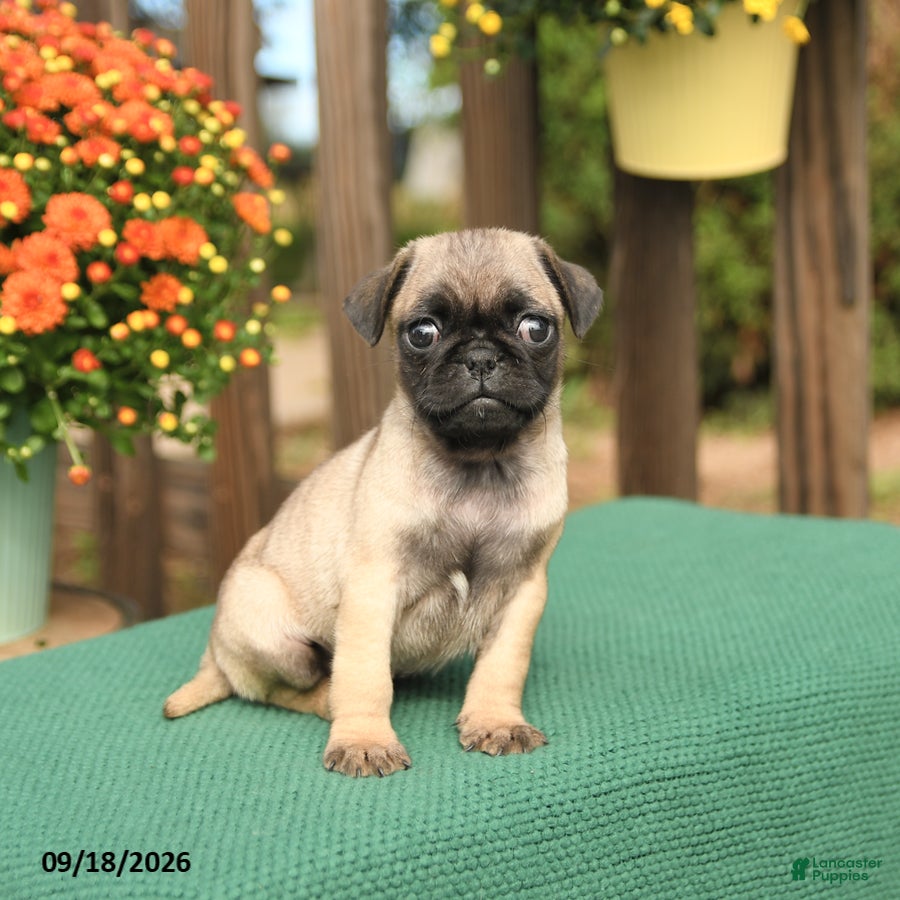 Pug dogs Mason - Ad 1