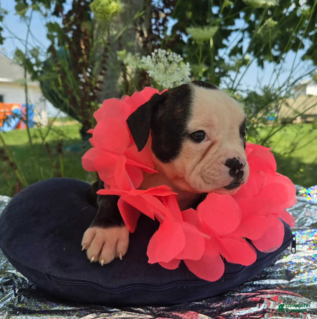 Olde English Bulldogge dogs for sale: Margaret - Ad 5