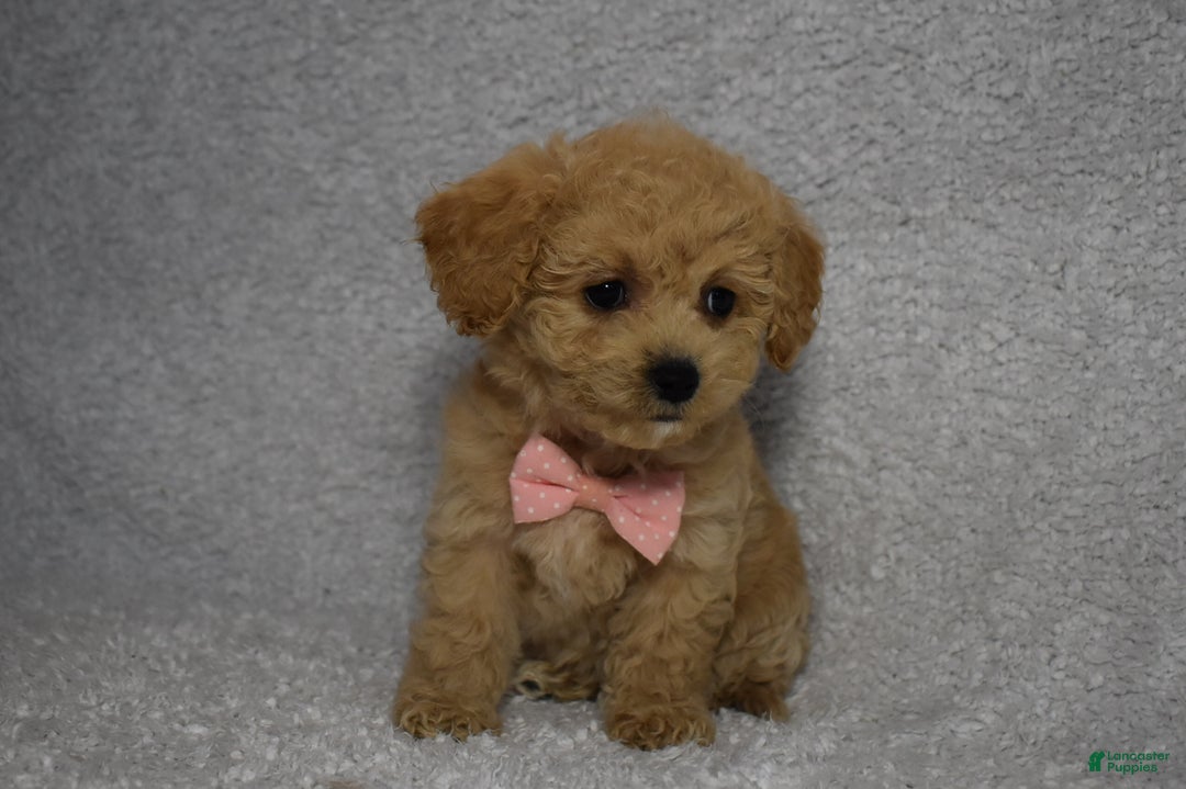Cavachon dogs for sale: Rita  - Ad 5