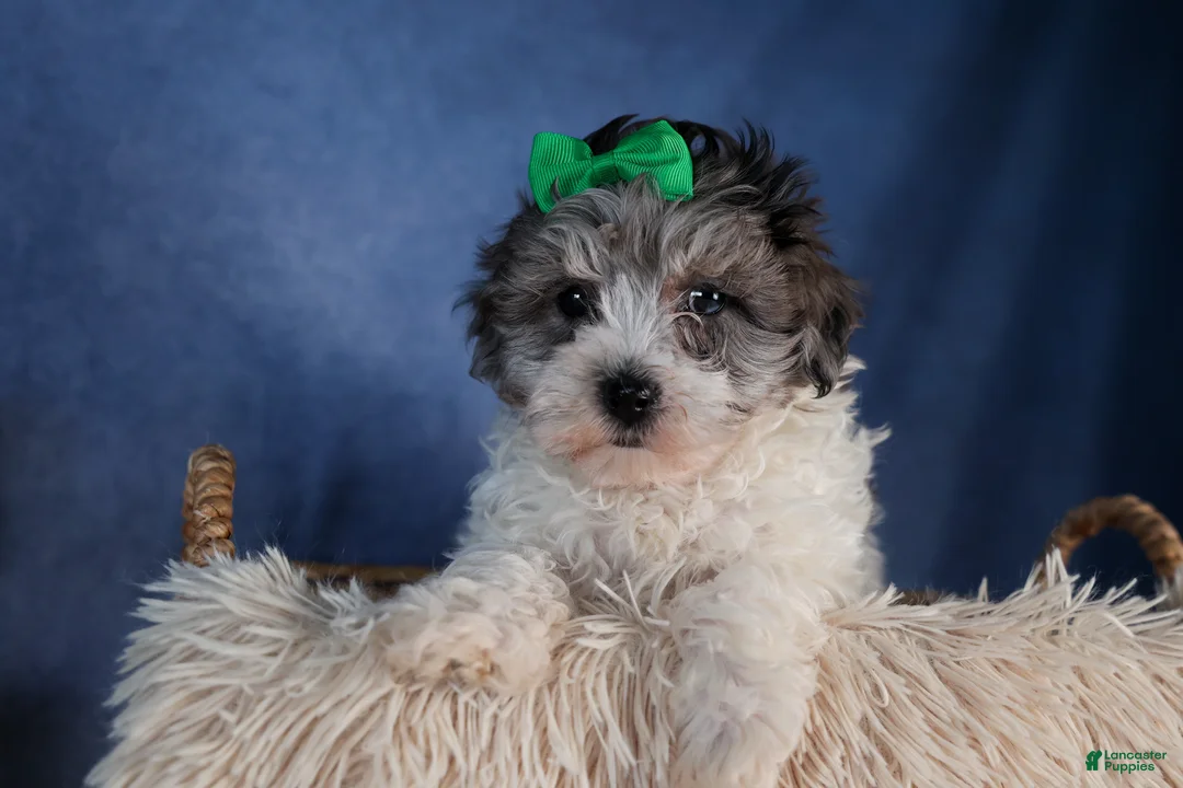 Havapoo dogs for sale: EDDIE - Ad 6