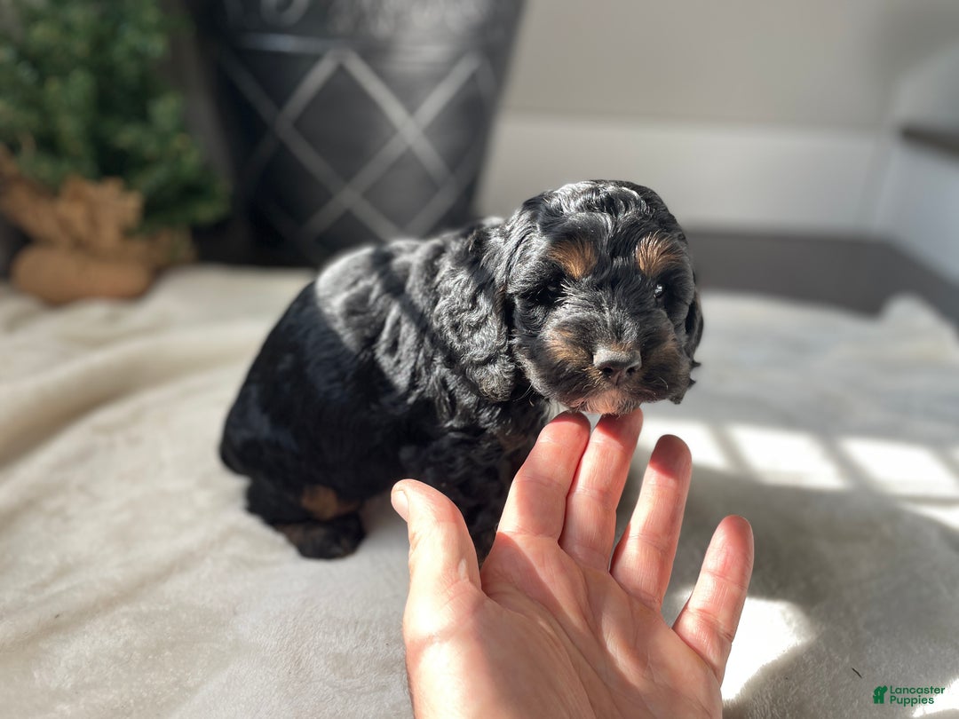 Cockapoo dogs for sale: Eve - Ad 2