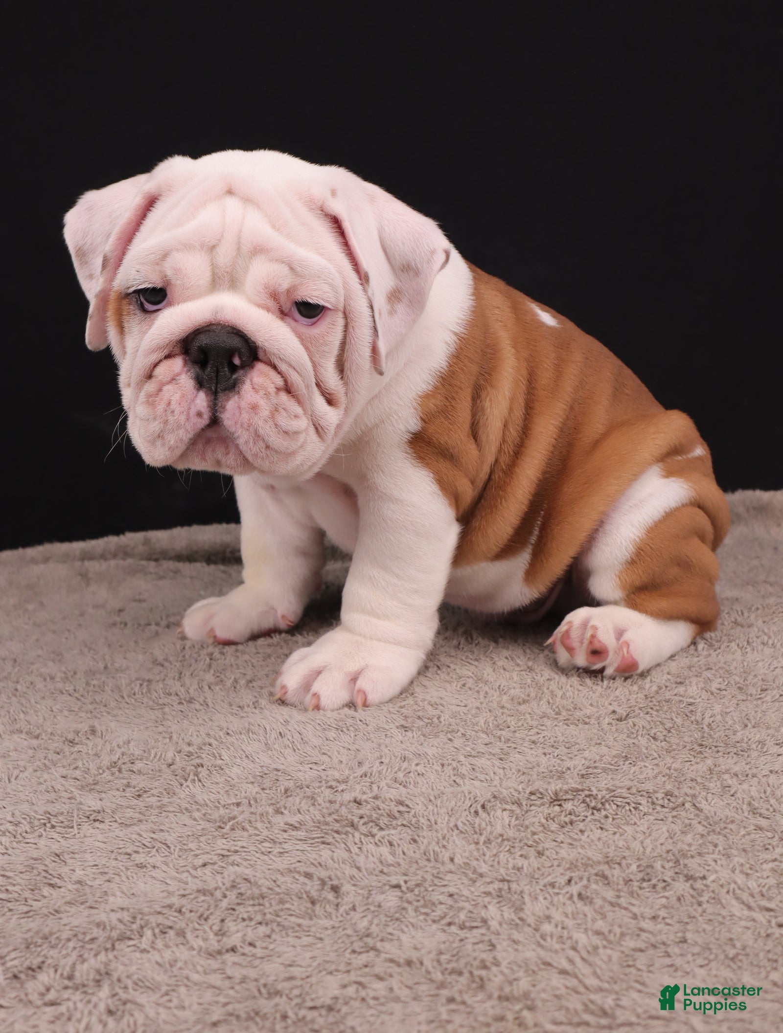 English Bulldog dogs Hank - Ad 1