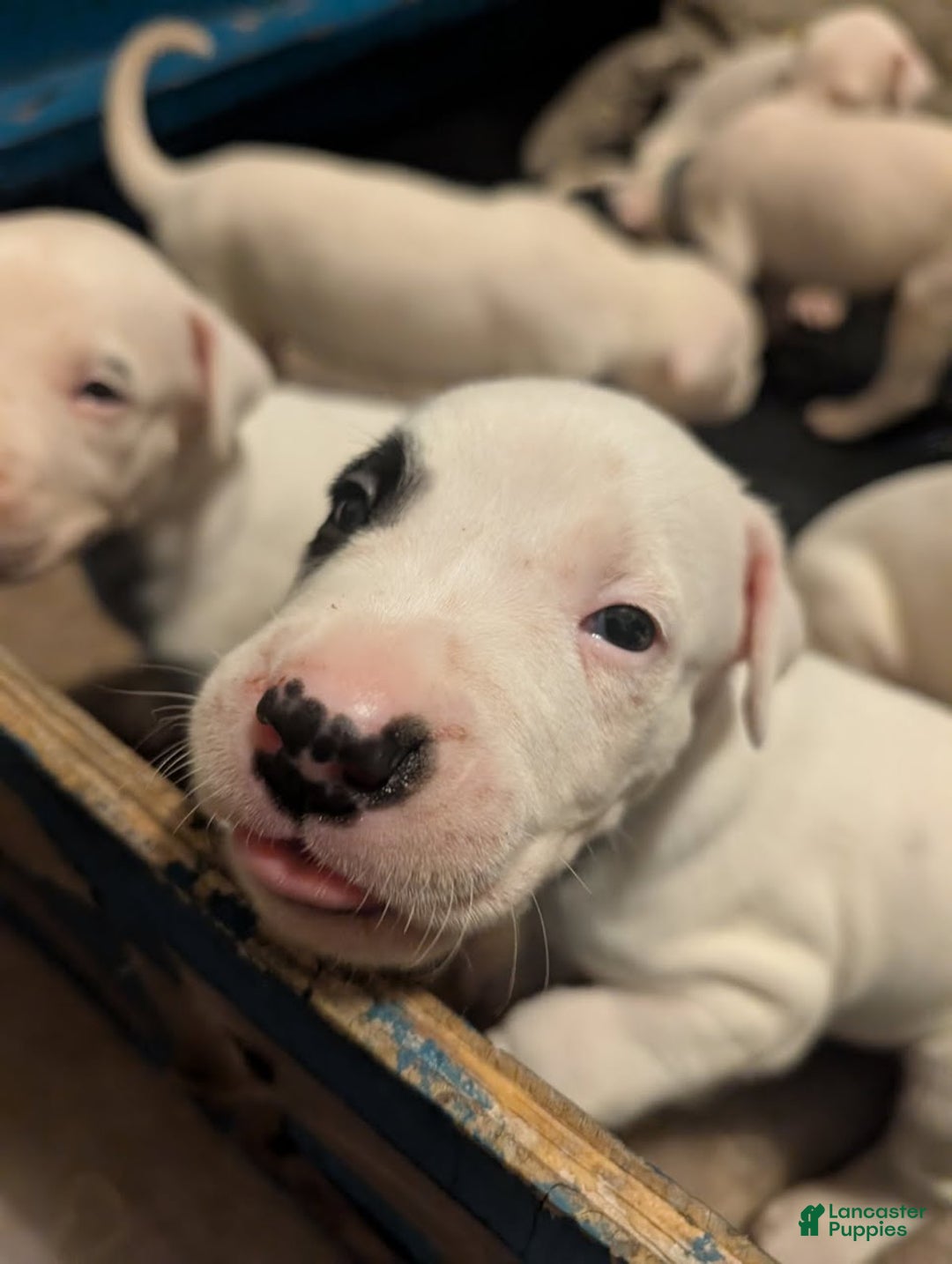 Dogo Argentino dogs for sale: Dogo Argentino Puppy 2 - Ad 4
