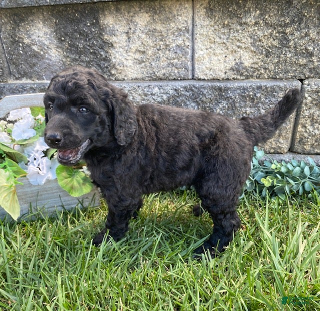Standard Poodle dogs Timber- genetic clear - Ad 1