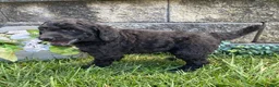 Standard Poodle dogs for sale: Timber- genetic clear - Ad 1