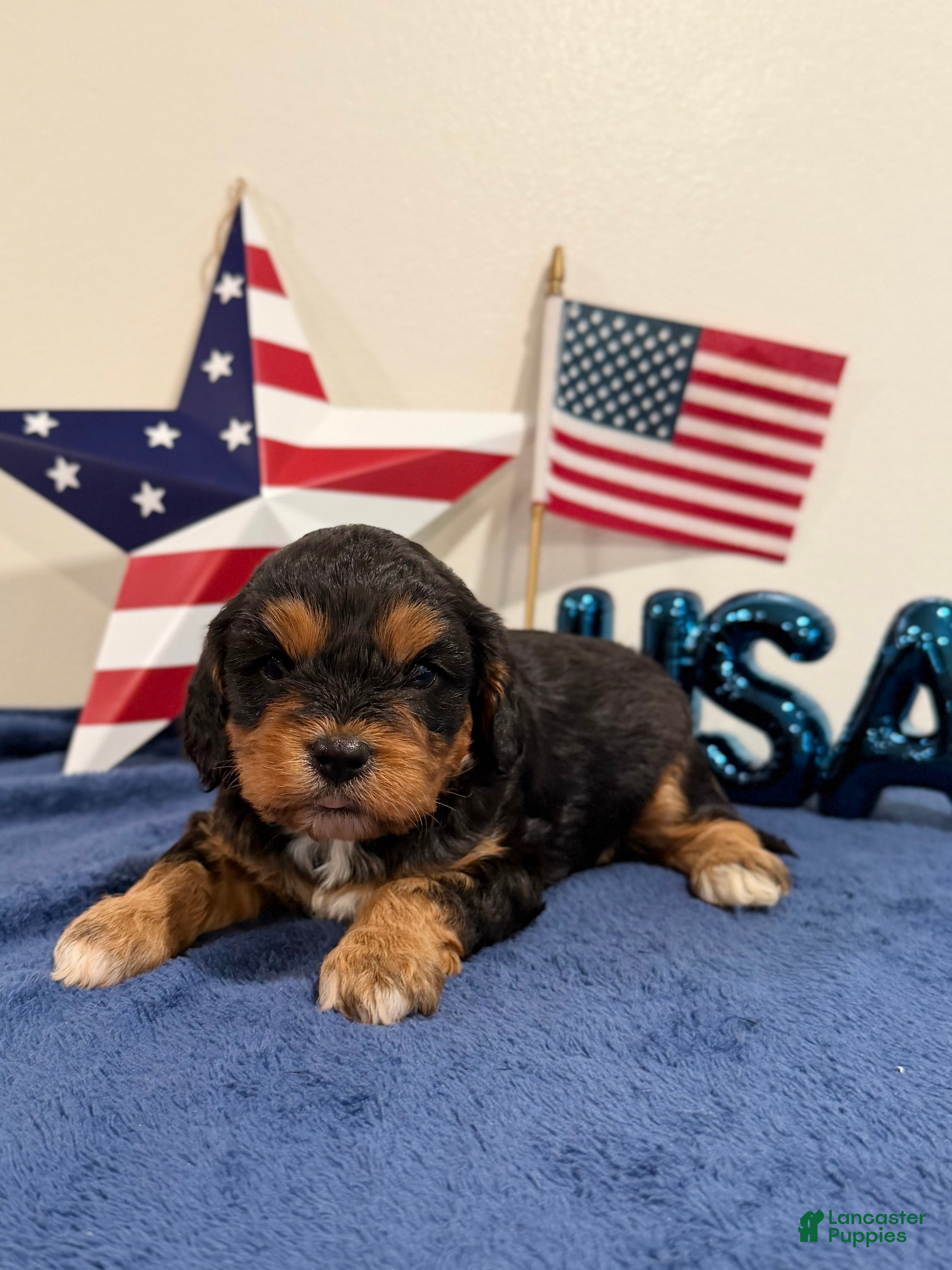 Cavapoo dogs for sale: Freedom - Ad 3