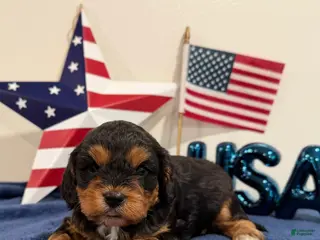 Cavapoo dogs for sale: Freedom - Ad 3
