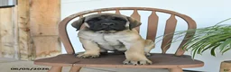 English Mastiff dogs for sale: Jeremy - Ad 5