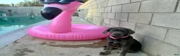 Cane Corso dogs for sale: APHRODITE - Ad 4