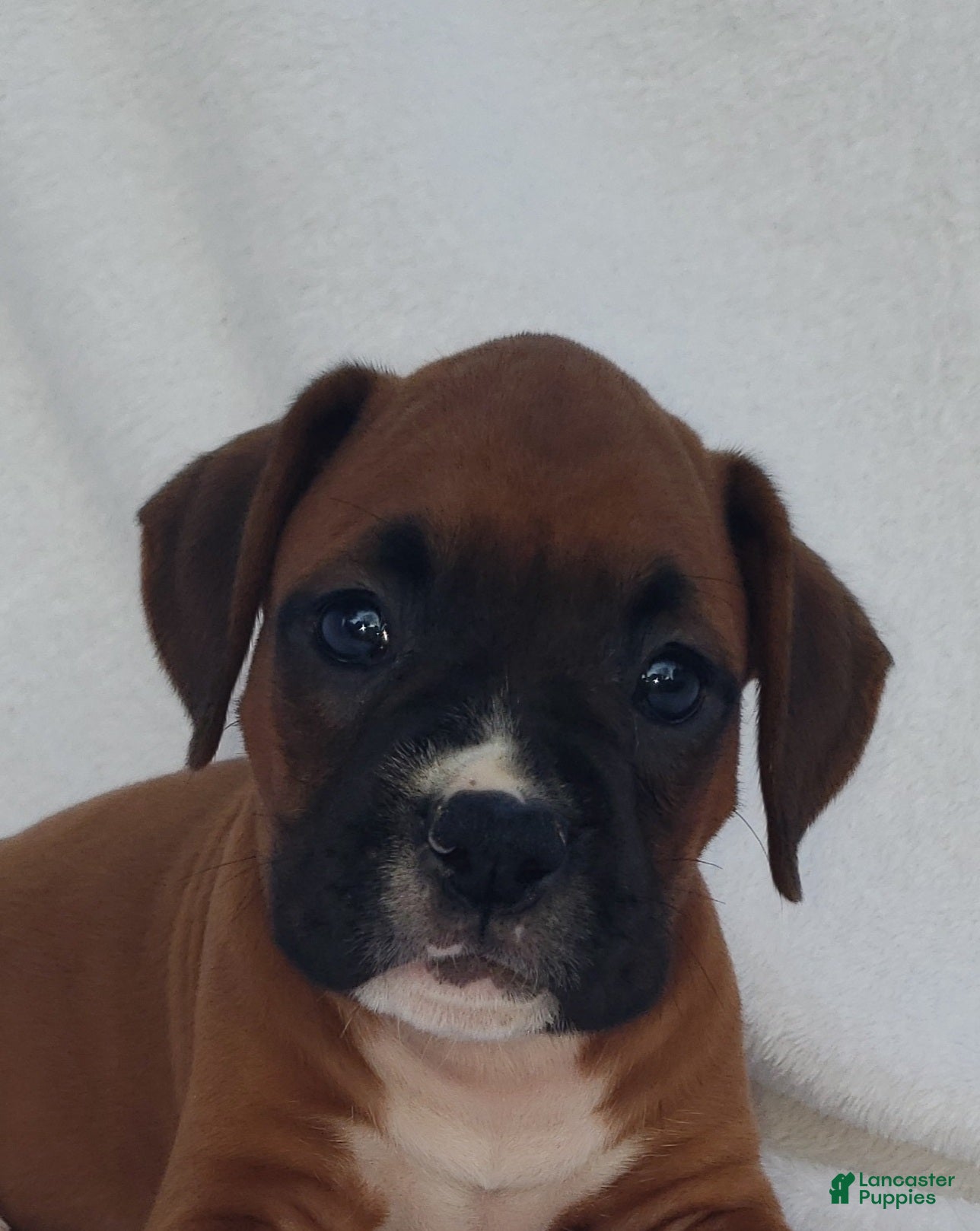 Boxer dogs Sarge - Ad 1