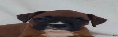 Sarge