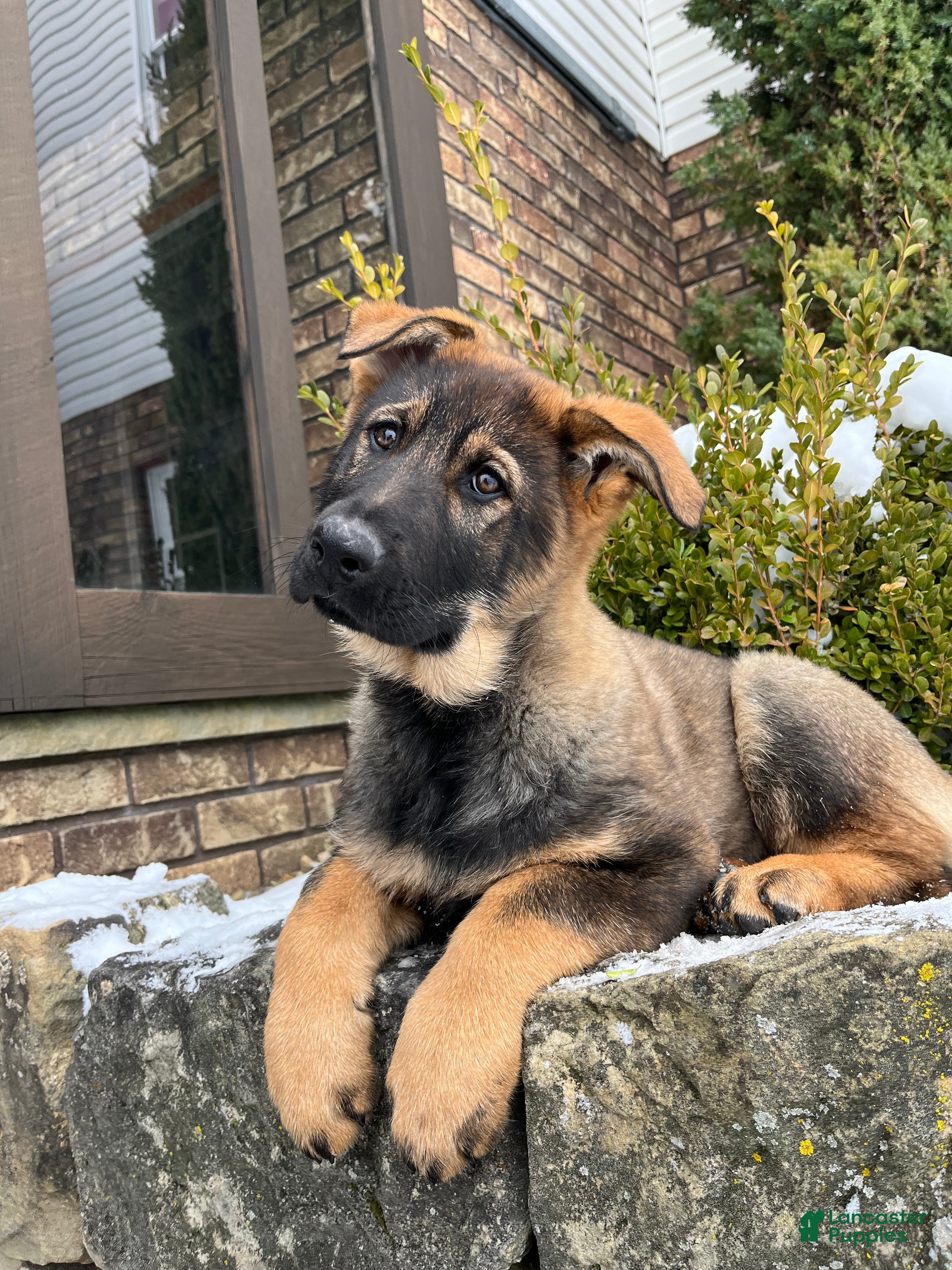 German Shepherd dogs Talia - Ad 2