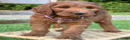 Irish Doodle dogs for sale: Molly - Ad 3