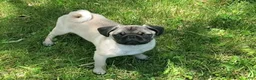 Pug dogs for sale: Green boy  - Ad 3