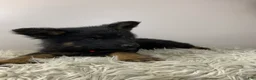 German Shepherd dogs for sale: Fizz - Ad 7