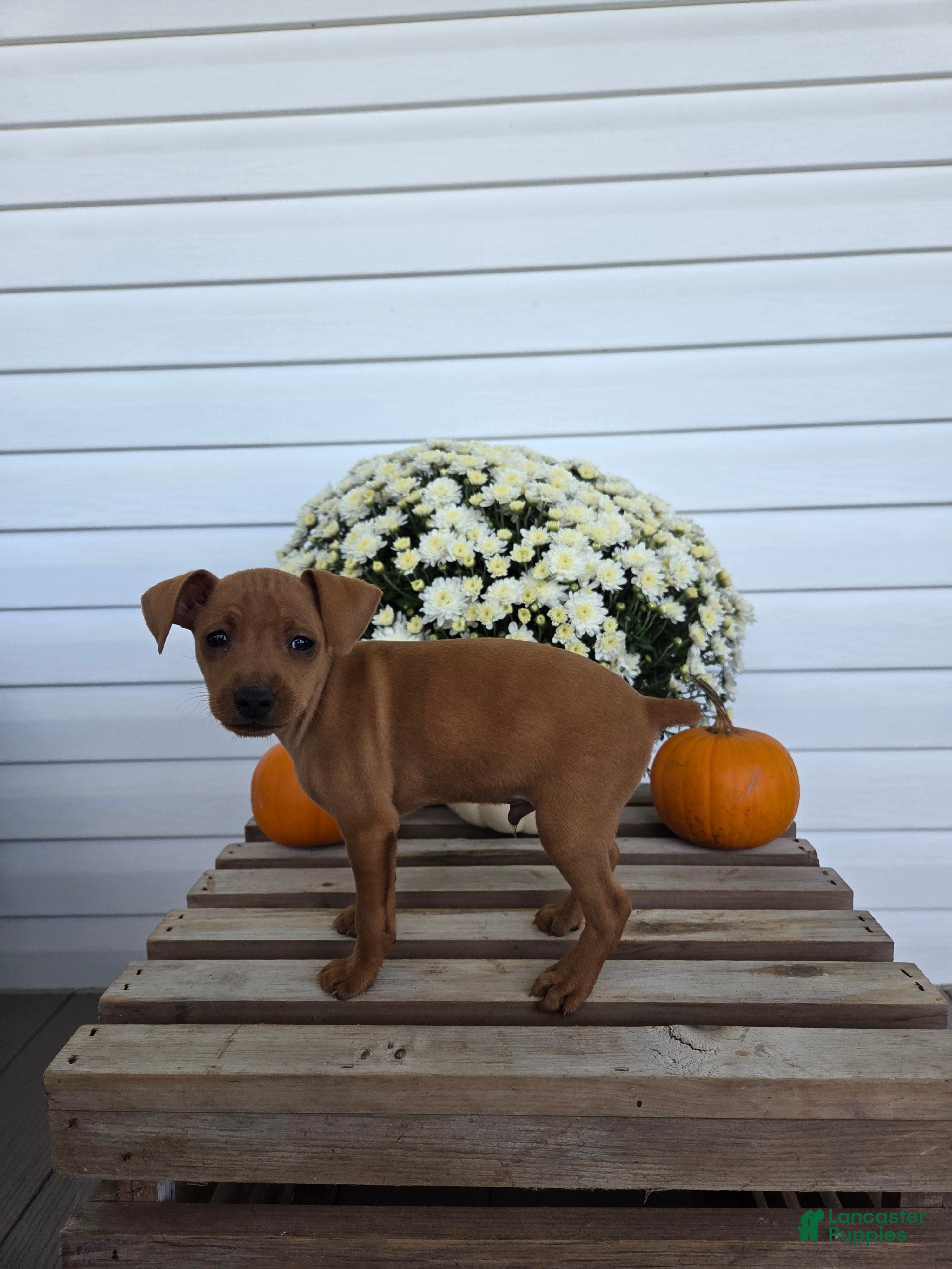 Miniature Pinscher dogs Leo - Ad 2