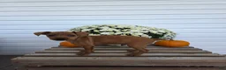 Miniature Pinscher dogs for sale: Leo - Ad 2