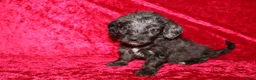 Doxiepoo dogs for sale: Doxiepoo Mia - Ad 6
